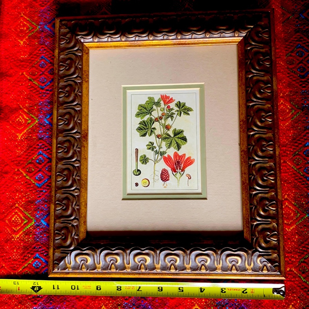 Framed botanical print